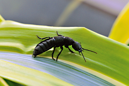 Schwarzer Moderkäfer Ocypus olens