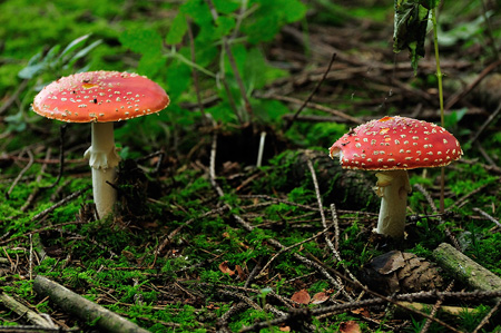 Fliegenpilz Amanita muscaria var. muscaria in heimischer Flora