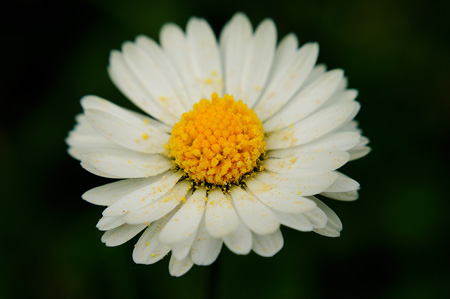 Gänseblümchen mit Blütenstaub