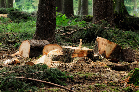 Am Ende des Holzwegs - Baumstümpfe