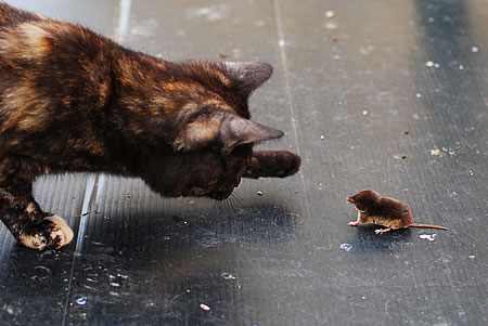 Katze spielt Maus zu Tode - zum Spaß