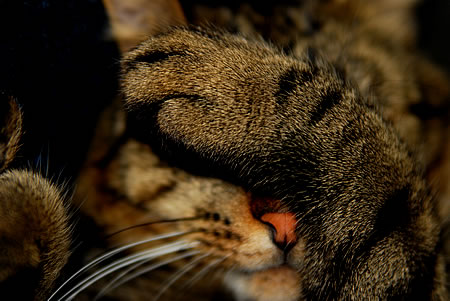 Katzenjammer - über die böse Tante Google