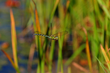 Libelle im Flug - Blaugrüne Mosaikjungfer