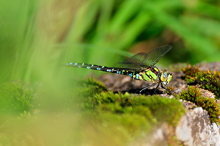 Libelle (Aeshna cyanea) bei der Rast