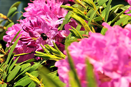 Rhododendron