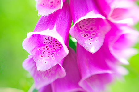 Roter Fingerhut - Digitalis purpurea