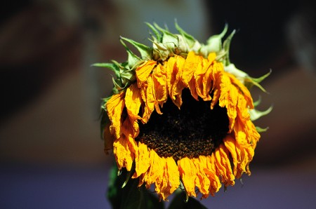 Sonnenblume im Juli