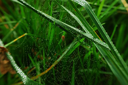 Spinne im Netz