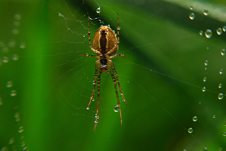 Spinne mit nassen Füßen