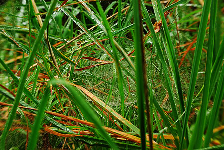 Spinnennetz in Bodennähe