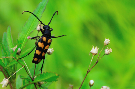 Flora und Fauna an der Wuppertalsperre