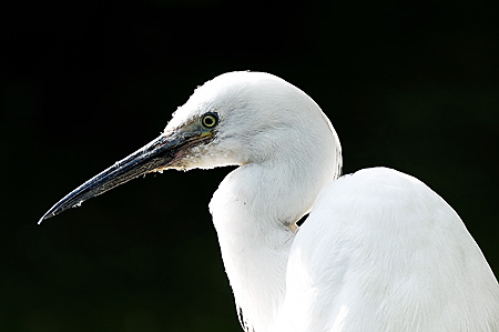 Tolles Bild, toller Vogel, kein Plan welcher!