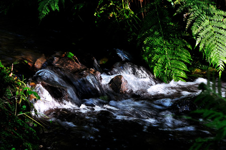 Der Wiebach - wasserfürhend