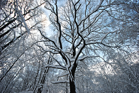 Winter im Januar 2010